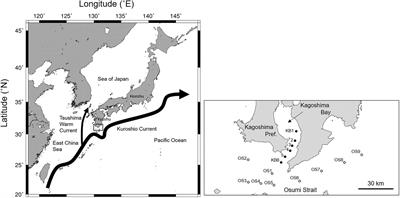 Distribution, Feeding Habits, and Growth of Chub Mackerel, Scomber japonicus, Larvae During a High-Stock Period in the Northern Satsunan Area, Southern Japan